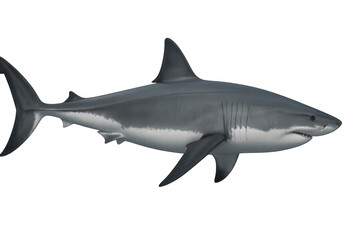 Obraz premium A majestic great white shark isolated on transparent background, side profile