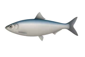 Fototapeta premium Vibrant silver herring fish illustration isolated on transparent background