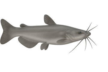 Obraz premium Realistic grey catfish fish isolated on a transparent background, side view