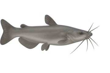 Realistic grey catfish fish isolated on a transparent background, side view