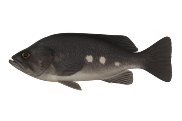 Fresh raw whole dark fish with white spots isolated on a transparent background.