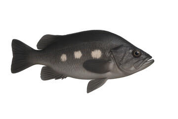 Dark grey fish with white spots isolated on transparent background, realistic marine