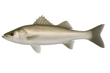 Fototapeta premium Whole fresh sea bass fish isolated on transparent background, side view