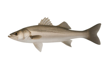 Fototapeta premium Fresh whole sea bass fish isolated on transparent background, ready for cooking.