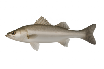 Fresh whole sea bass fish isolated on transparent background, ready for cooking