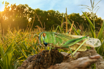 Locust on branch among green grass outdoors