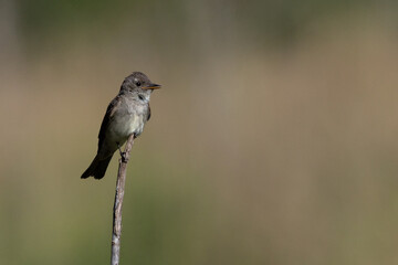 Eastern wood pewee