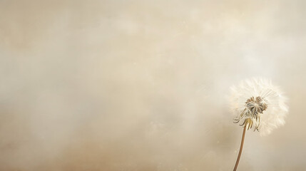 Obraz premium Nice photo of dandelion on a dark background.