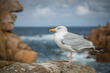 Seagull in Brittany 