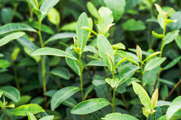 Close-up view of lush green tea plant leaves in nature