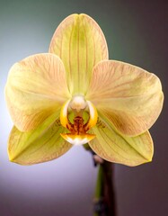 Close-up of a vibrant yellow-peach orchid