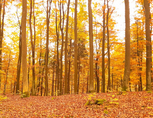 Autumnal forest at sunny day.