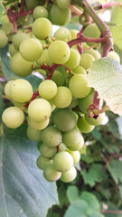 Close up of grape fruits.