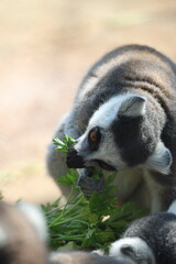 Lemur eating greens. Lemur behind fence. High quality photo