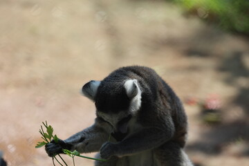Lemur eating greens. Lemur behind fence. High quality photo