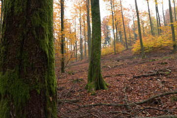 Obraz premium Landscape of autumnal forest.