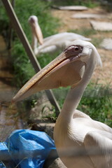 Guinea pig outdoors. High quality photo