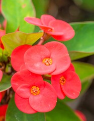 Vibrant red flowers blooming in lush green foliage