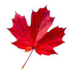 Vivid Red Maple Leaf with Detailed Veins 