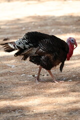 Turkey searching ground. High quality photo