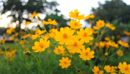 Vibrant yellow flowers blooming in a sunny park scene