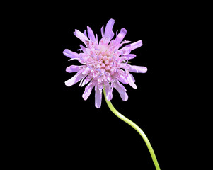 Wildflower scabious (Scabiosa lachnophylla)