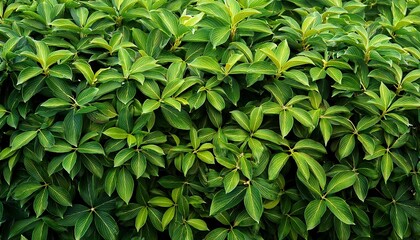 Background Of The Green Leaves Of A Tree