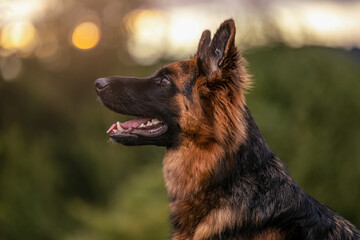 Head portrait of an old german shepherd dog with long coat against sundown light outdoors