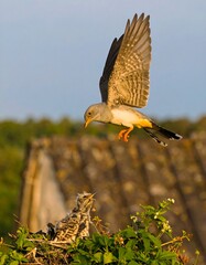 Bird Feeding Chick in Nest Near Rustic Rooftop