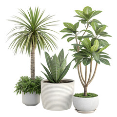 Stunning Indoor Plant Collection: Elevate Your Home Decor with Lush Greenery on transparent background