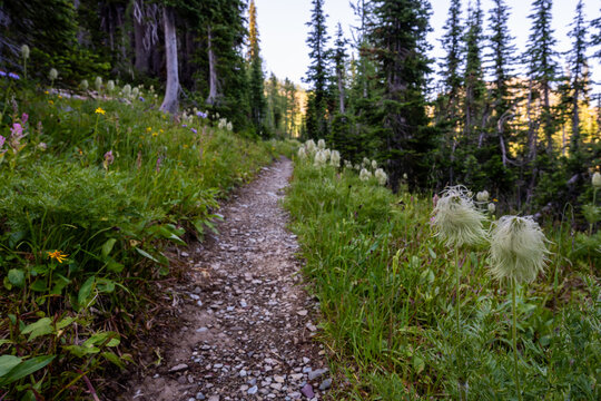 Trail Cuts Through Patch Of Western Seed Heads In Glacier