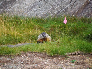 Wood Chuck in the field