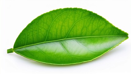 Obraz premium A Lemon Leaf Clipart Citrus Plant Element Glossy Texture And Elliptical Shape Fresh Green Isolated On White Background
