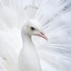 Close-up of a white peacock