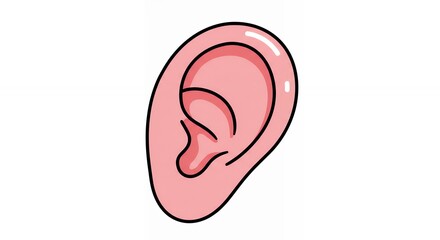 Human ear illustration