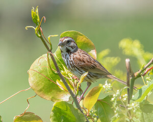Song Sparrow in Weetamoo Woods, Tiverton, Rhode Island