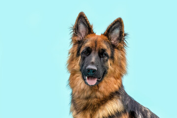 A female old german shepherd dog with long coat in black and tan in front of bright blue studio background