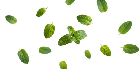 Scattered Fresh Green Mint Leaves ev7bkahw graphic Cutout PNG isolated on a transparent background