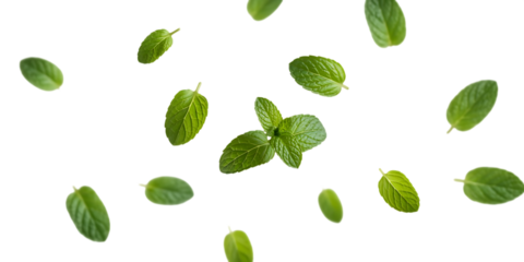 Scattered Fresh Green Mint Leaves ev7bkahw graphic Cutout PNG isolated on a transparent background