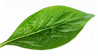 Obraz premium Fresh Spanich Leaves Isolated On Transparent Background