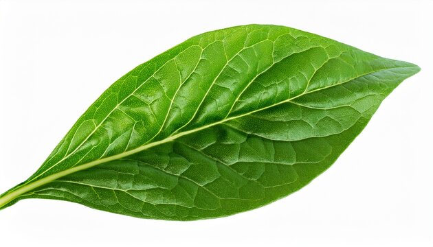 Fresh Spanich Leaves Isolated On Transparent Background