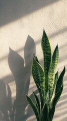 Snake Plant Elegance - Sunlit Leaves and Shadow Play on Wall.