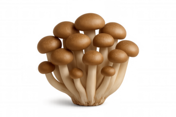 Cluster of fresh brown beech mushrooms, isolated on a transparent background, ideal for food and nature projects