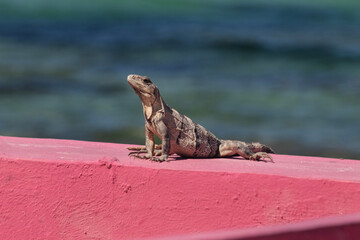 young black Iguana over a red concrete with blue sea at background in sunny day at mexico