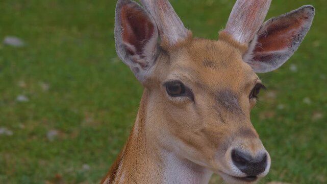 Close up male axis deer buck head relaxing on a meadow on a sunny spring day looking aorund