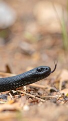 Fototapeta premium Close-up of a black snake on the ground