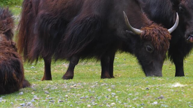 Close up of a yak cow also knowen as Tartary ox, grunting ox, hairy cattle, sarlak or sarlyk, grazzing on a meadow ona sunny spring day