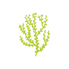 Seaweed logo EPS template icons vector illustration transparent background