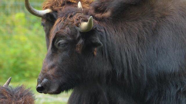 Close up of a yak cow also knowen as Tartary ox, grunting ox, hairy cattle, sarlak or sarlyk, grazzing on a meadow ona sunny spring day