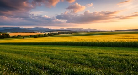 Fototapeta premium Golden Sunset Over a Lush Field.